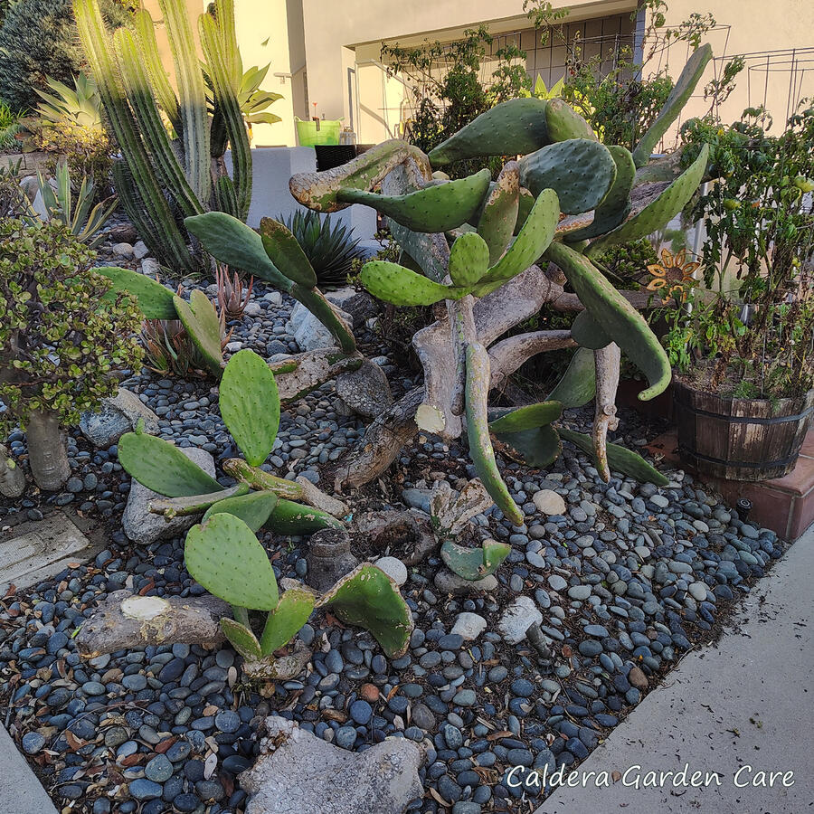 The Opuntia has had paddles pruned off so it no longer encroaches on pathways. The jade plants have been completely removed from under the cactus.