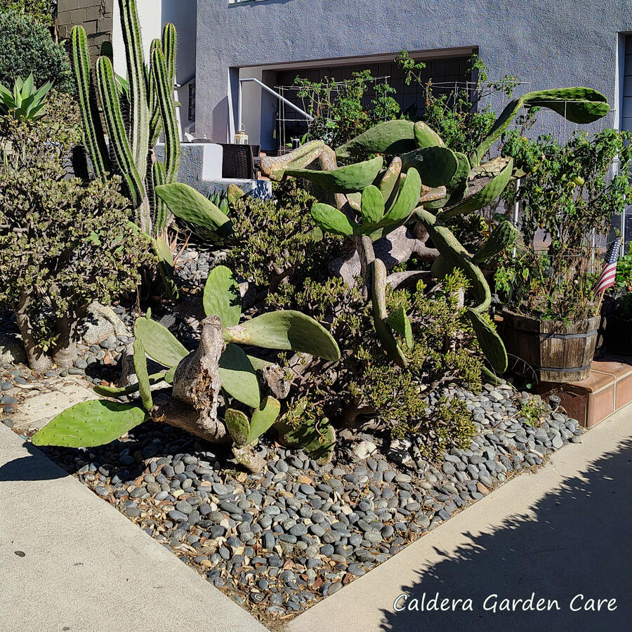 A large overgrown Opuntia cactus with drooping paddles encroaching on public walkways. An ogre ear jade plant has grown up underneath and entwined with it.