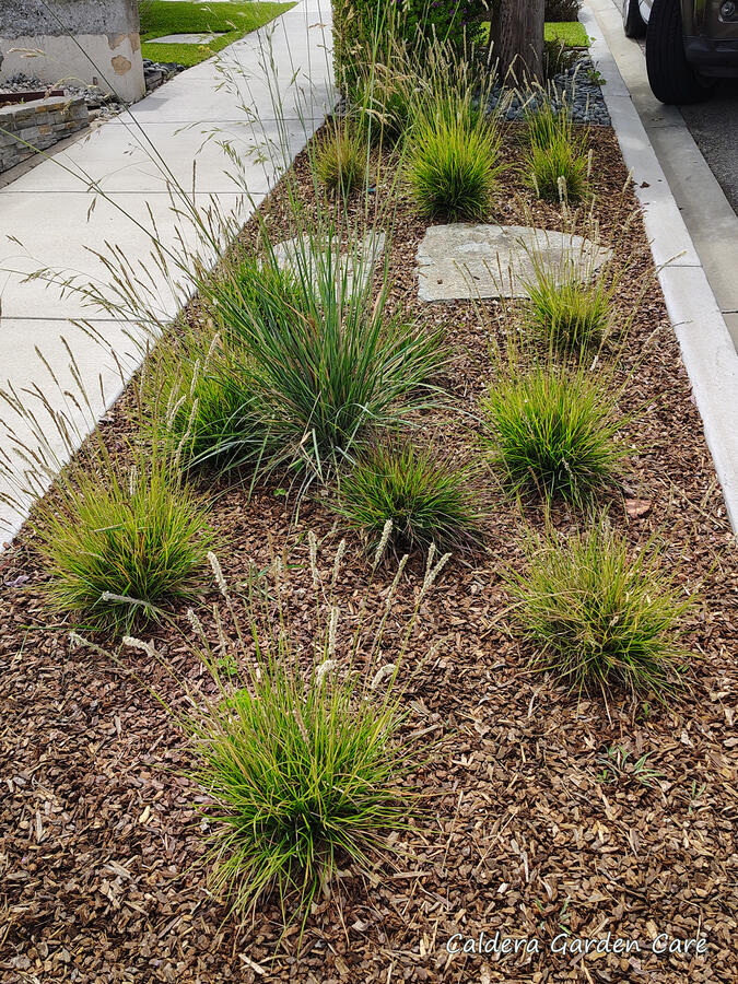 A parkway filled with brown mulch and several bunch grasses. Two flagstones forming a path from curb to sidewalk at the center. There are clover and old non-native silver carpet weeds in a few places, and an out-of-place bunchgrass.