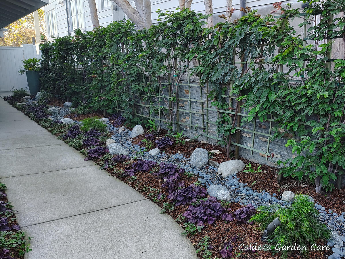 A long, narrow, part shade garden with a concrete walkway on the left under a roof overhand. A dry creek bed runs down the center of the flower bed to the right, which is about as wide as the walkway. Purple heuchera and strawberry plants provide ground co