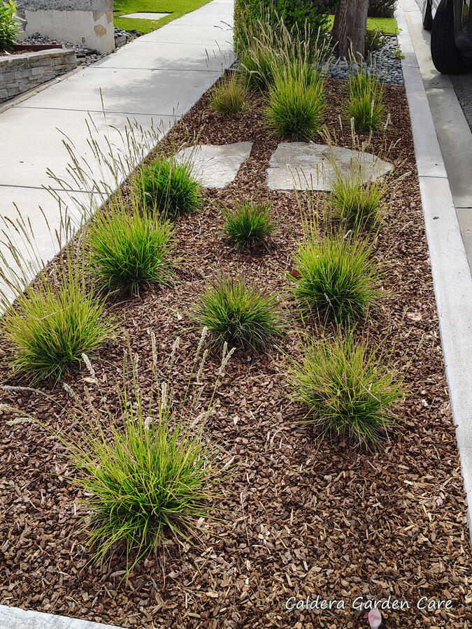The clover and non-native silver carpet have been removed, as well as the large out-of-place bunchgrass. Mulch has been swept back into place, and the whole parkway looks more tidy.