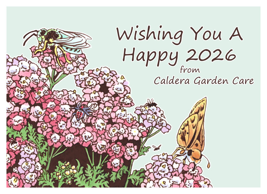 A color illustration showing a closeup of island pink yarrow blooms and foliage with several southern California native insects feeding or sheltering on them to the left and bottom of image. Text in the upper right reads "Wishing You A Happy 2026 from Cald
